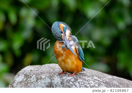 瑠璃色の人気者カワセミ 82106867