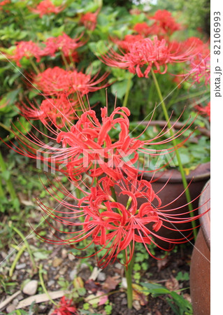 彼岸花 ヒガンバナ 立秋 奈良県 奈良市 般若寺 夏の終わり お彼岸 植物 花 朱色 彼岸花 ヒガンバナ 立秋 奈良県 奈良市 般若寺 夏の終わり お彼岸 植物 花 朱色 82106993