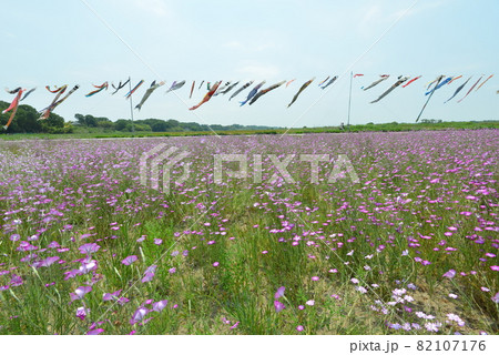 こうのす花まつり こうのす花まつり 82107176