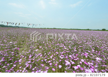 こうのす花まつり 82107179