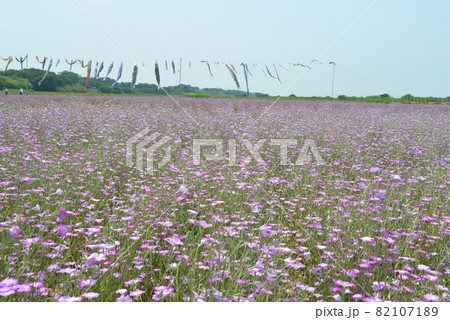 こうのす花まつり こうのす花まつり 82107189