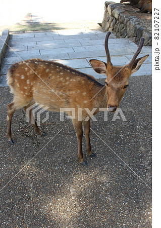 奈良県 奈良市 鹿 神の使い 御神体 哺乳類 動物 共存 奈良公園 春日大社 東大寺の写真素材