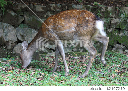 奈良県 奈良市 鹿 神の使い 御神体 哺乳類 動物 共存 奈良公園 春日大社 東大寺の写真素材