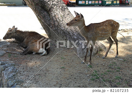 奈良県 奈良市 鹿 神の使い 御神体 哺乳類 動物 共存 奈良公園 春日大社 東大寺の写真素材