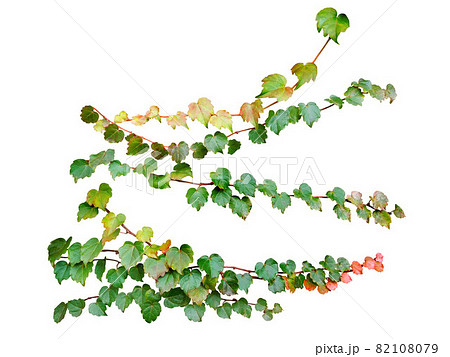 Green ivy creeper branches isolated on white background. 82108079