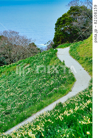 水仙ランド 82108159