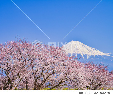 (静岡県)桜満開の富士市雁堤(かりがねづつみ)から望む富士山 (静岡県)桜満開の富士市雁堤(かりがねづつみ)から望む富士山 82108276