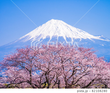 （静岡県）桜満開の富士市雁堤（かりがねづつみ）から望む富士山 82108280