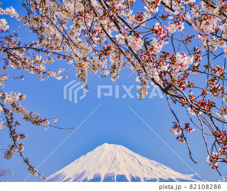 （静岡県）桜満開の富士市雁堤（かりがねづつみ）から望む富士山 82108286
