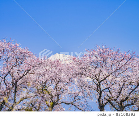 (静岡県)桜満開の富士市雁堤(かりがねづつみ)から望む富士山 (静岡県)桜満開の富士市雁堤(かりがねづつみ)から望む富士山 82108292