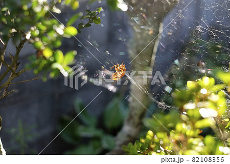 クモの巣とセミの抜け殻 82108356