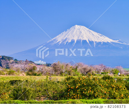 （静岡県）ミカンと桜越しに、富士山 82108373