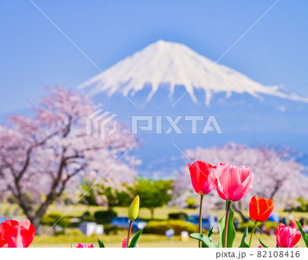 (静岡県)カラフルな花咲く富士市雁堤(かりがねづつみ)公園 富士山 (静岡県)カラフルな花咲く富士市雁堤(かりがねづつみ)公園 富士山 82108416