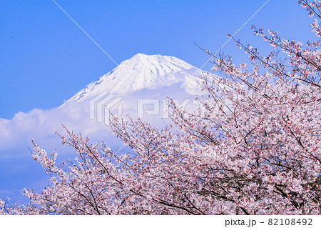 （静岡県）岩本山公園　満開の桜と富士山 82108492