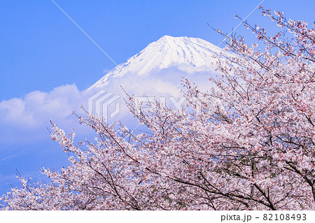 （静岡県）岩本山公園　満開の桜と富士山 82108493