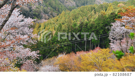 Cherry blossom in Nara, Japan Cherry blossom in Nara, Japan 82108687