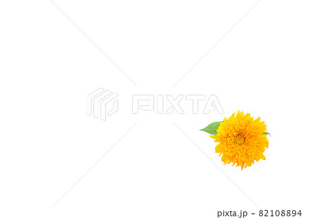 ひまわり 夏 思い出 ゴッホのひまわり 無花粉高性分枝系 向日葵 ひまわり 夏 思い出 ゴッホのひまわり 無花粉高性分枝系 向日葵 82108894