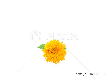 ひまわり　夏　思い出　ゴッホのひまわり　無花粉高性分枝系　向日葵 82108895