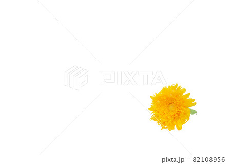 ひまわり 夏 思い出 ゴッホのひまわり 無花粉高性分枝系 向日葵 ひまわり 夏 思い出 ゴッホのひまわり 無花粉高性分枝系 向日葵 82108956