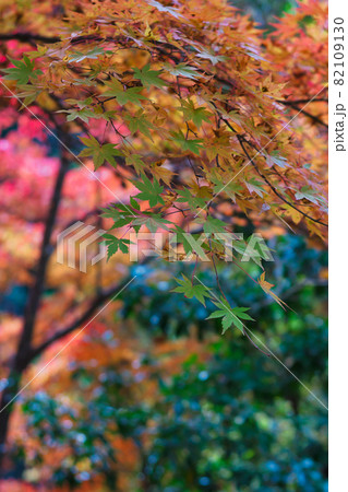 《岡山県》秋の紅葉、奥津渓の風景【11月】 《岡山県》秋の紅葉、奥津渓の風景【11月】 82109130