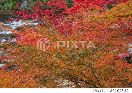 《岡山県》秋の紅葉、奥津渓の風景【11月】 《岡山県》秋の紅葉、奥津渓の風景【11月】 82109310