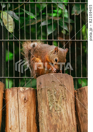 動物園（リス園）のリス達 82109405
