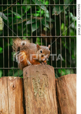 動物園(リス園)のリス達 動物園(リス園)のリス達 82109406