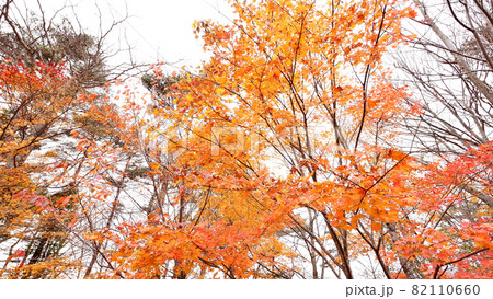 山中湖畔の紅葉 山中湖畔の紅葉 82110660