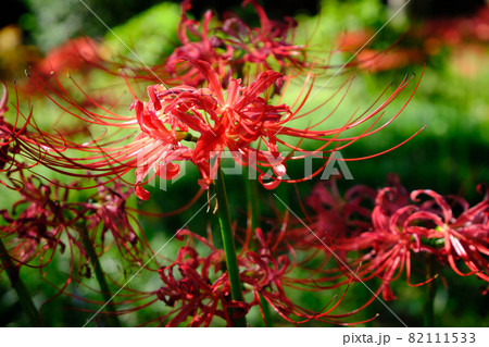 彼岸花と秋の風景 82111533