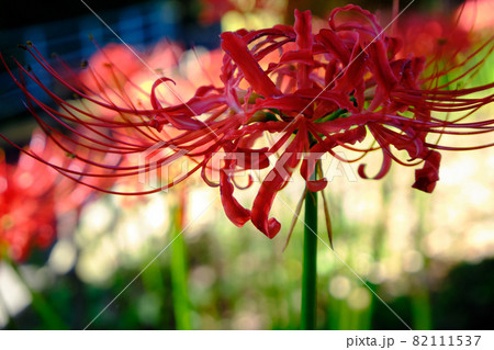 彼岸花と秋の風景 彼岸花と秋の風景 82111537