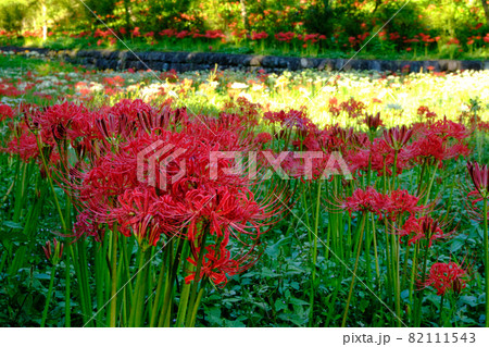 彼岸花と秋の風景 82111543