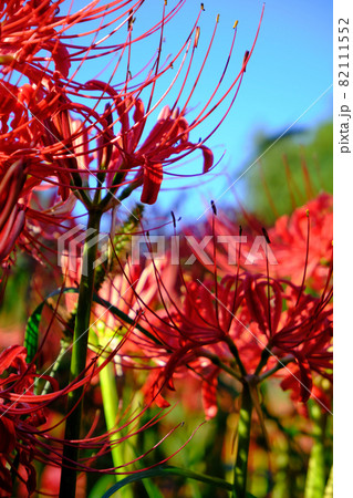 彼岸花と秋の風景 82111552