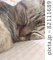 ふわふわのベッドに寝る猫 82111689