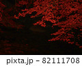 真夜中の紅葉 82111708