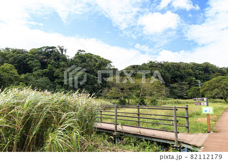 小網代の森(初秋) 小網代の森(初秋) 82112179