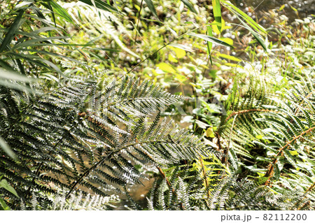 小網代の森（初秋） 82112200