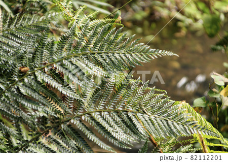 小網代の森(初秋) 小網代の森(初秋) 82112201