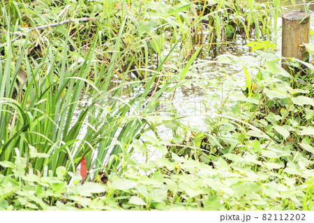 小網代の森（初秋） 82112202