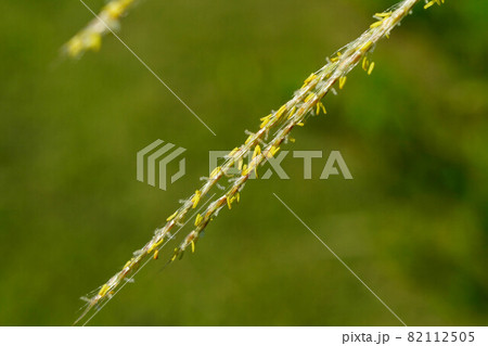薄(すすき)の花 82112505