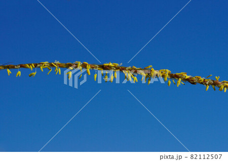 薄(すすき)の花 82112507