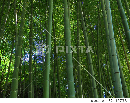 皇居東御苑より 竹林の写真素材 [82112738] - PIXTA