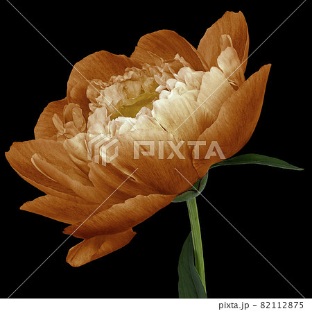 peony flower orange Flower with green leaves on a stem isolated on black background. No shadows with clipping path. Close-up. Nature. peony flower orange Flower with green leaves on a stem isolated on black background. No shadows with clipping path. Close-up. Nature. 82112875