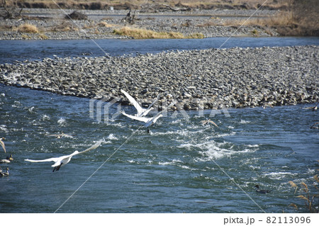 長野県 安曇野 犀川白鳥湖 長野県 安曇野 犀川白鳥湖 82113096