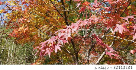 紅葉 82113231