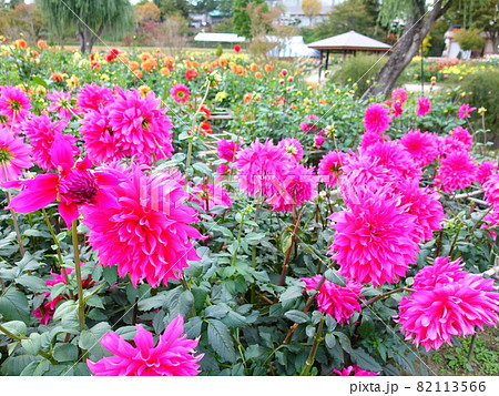 満開のダリア 天竺牡丹 満開のダリア 天竺牡丹 82113566