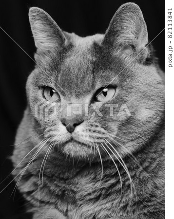 猫 猫 82113841