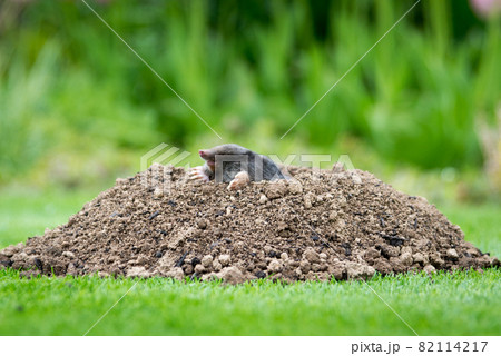 Mole [Talpa europaea] in the lawn 82114217