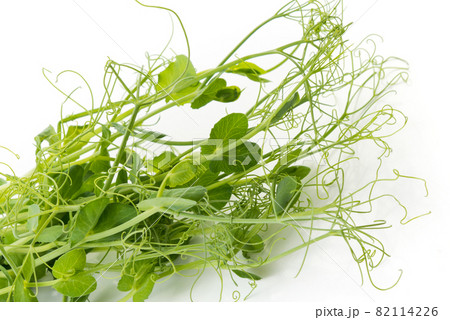 bunch of freshly cut green pea sprouts micro greens bunch of freshly cut green pea sprouts micro greens 82114226