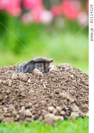 Mole [Talpa europaea] in the lawn 82114229