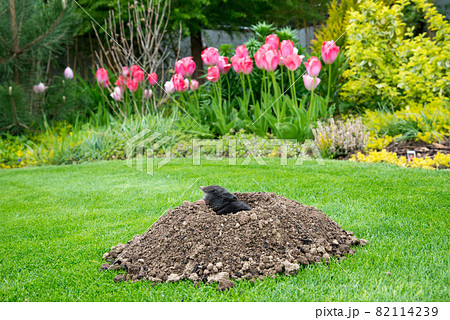 Mole [Talpa europaea] in the lawn 82114239